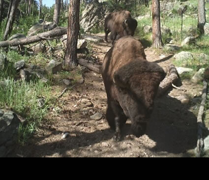 Bison lumbering down a forest trail