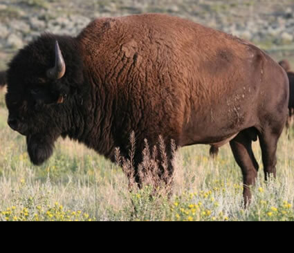 Mature bison bulls can weigh 2,000 lbs