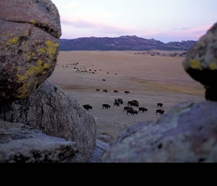 Bison grazing and traveling across a plain